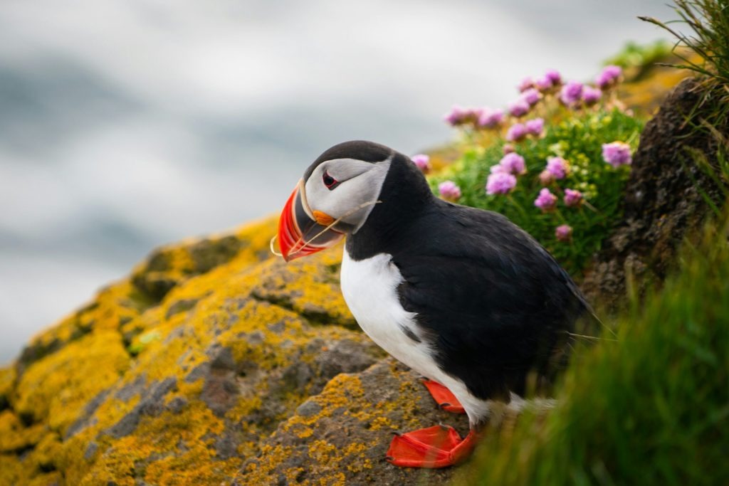 A puffin on a sea cliff