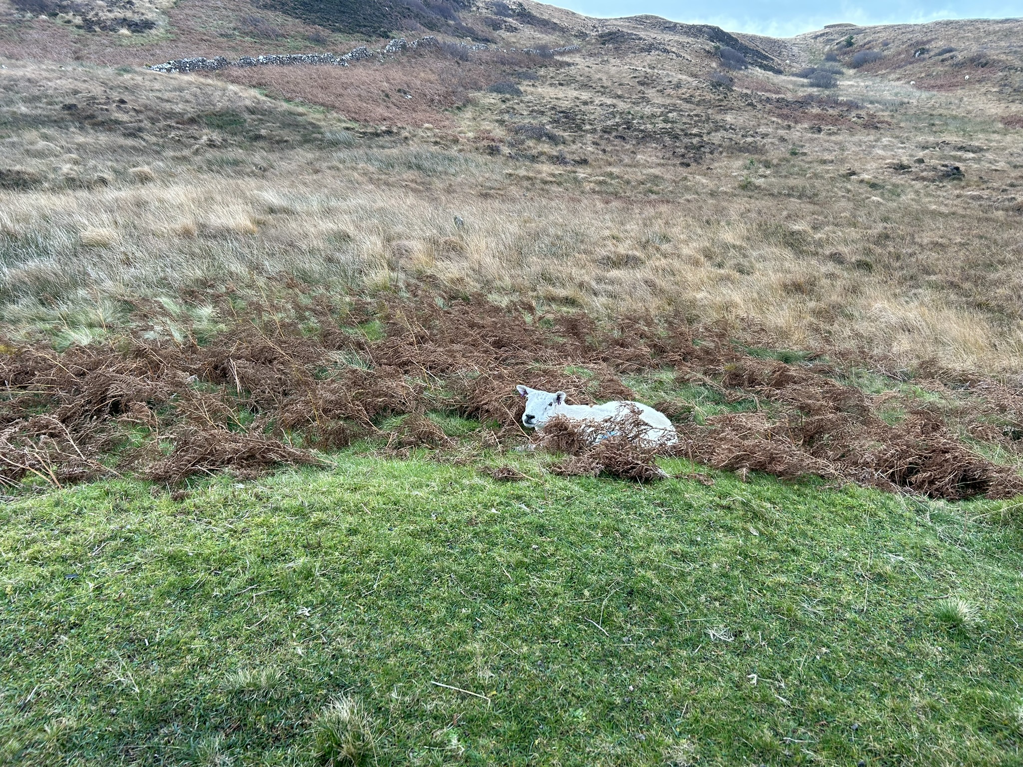 Sheep in the highlands